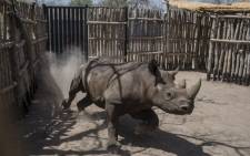 FILE: In this file photo taken on 4 May 2018 a black rhino runs around in a holding pen in Zakouma National Park in Chad. Four out of six South African rhinos that were transferred to a park in southeast Chad in a bid to revive the endangered species have died, but not from poaching, conservationists say on 6 November 2018. Picture: AFP