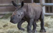  The southern white rhino calf conceived through artificial insemination at the San Diego Zoo. Picture: San Diego Zoo