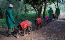 Orphaned elephants go for a walk with their carers at Kenya’s Sheldrick Wildlife Trust. Picture: www.sheldrickwildlifetrust.org