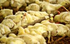 More than 30,000 birds died or had to be culled on the Joostenbergvlakte farm. Picture: Freeimages.com