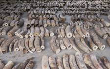 This handout picture released on 23 July 2019 by Singapore's National Parks Board shows seized ivory is seen at a holding area in Singapore. Picture: AFP