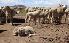 Farmers in the Free State are losing hundreds of animals because of the drought. Picture: Christa Eybers/EWN.