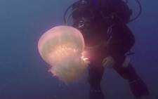 Marine biologists say an invasive species of jellyfish is making its way through the Suez and into the Mediterranean. Picture:CNN/screengrab
