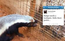 The World's First live tweeting Badger.  Picture: Joburg Zoo.