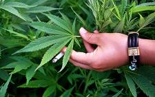 FILE: IFP MP Mario Oriani-Ambrosini has appealed to President Jacob Zuma to legalise medicinal marijuana. Picture: EWN.