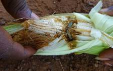An armyworm caterpillar eating the kernels of a cob of corn. Picture: AFP