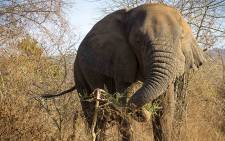 Elephant. Picture: Thomas Holder