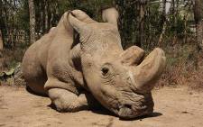 Sudan, the last of the male white rhino subspecies, died at age 45 in Kenya. Picture: @OlPejeta/Twitter.