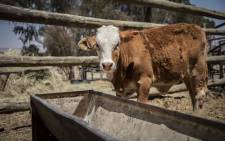 Free State Farmer Richard Mashinini's cattle.. Picture: Abigail Javier/EWN