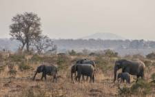 A herd of elephants in the Kruger National Park. Picture: Abigail Javier/Eyewitness News