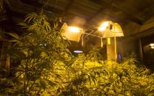 Medical marijuana plants under lights in a grow house. Picture: Thomas Holder/EWN