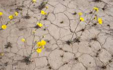 Yellow wildflowers line the highway through Death Valley National Park, in Death Valley, California. Picture: AFP.
