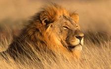 FILE: A lion at the Dinokeng Game Reserve. Picture: dinokengreserve.co.za