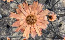 A burnt protea plant on Devil's Peak which released its seeds after a fire swept across the mountain slope. Picture: Aletta Harrison/EWN