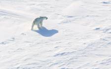 This picture taken from a helicopter shows a polar bear on ice, in the Arctic, near the North Pole. Picture: AFP