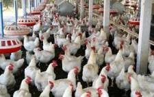 FILE: A poultry farm. Picture: EWN