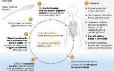 A look at the cholera disease's life cycle and infection vector. Picture: AFP