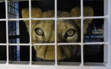 Thirty-three abused rescued lions arrived at OR Tambo airport on 30 April 2016, from where they were transported to their new home in natural enclosures at Emoya Big Cat Sanctuary in Limpopo. Picture: Louise McAuliffe