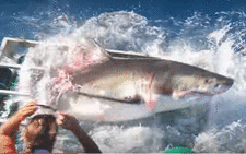 Video footage of Great White Shark stuck in cage with diver in it, near west coast of Mexico. Picture: YouTube screengrab