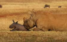 Screengrab of white rhino Olive with newborn calf posted by Care for Wild Rhino Sanctuary on YouTube

