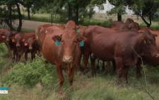 FILE: The Department of Agriculture on Tuesday announced that it had suspended all movement of cattle in the country, due to an outbreak of foot and mouth disease.Image: Carte Blanche/Facebook