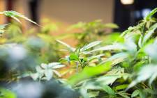 Medical marijuana plants under lighting in a grow house. Picture: Thomas Holder/EWN
