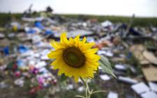A sunflower in between the debris of Malaysia Airlines Boeiing 777, near the village of Rozsypne in Eastern Ukraine. Picture: EPA.
