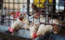 FILE: Chickens in cages waiting to be sold in Alexandra township. Picture: EWN