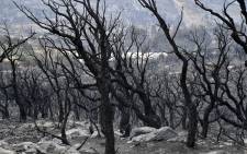 Charred trees are pictured on the outskirts of the Algerian city of el-Tarf, on 18 August 2022. Picture: Picture: AFP
