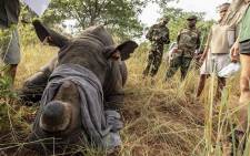 FILE: A sedated rhino has its GPS tags checked to make sure they match its DNA sample. Picture: Eyewitness News.
