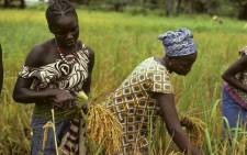 Women harvesting rice in Senegal. Picture: United Nations Photo.