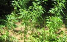 Marijuana, also known as dagga. Picture: JP du Plessis/Eyewitness News