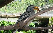 A yellow-billed hornbill seen at the World of Birds in Hout Bay, Cape Town. Picture: Facebook.com.