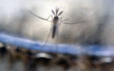 FILE: The Aedes Aegypti mosquito larvae photographed at a laboratory of the Ministry of Health of El Salvador in San Salvador. Picture: Marvin Recinos/AFP.