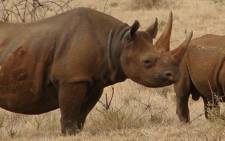 Rhino are in danger of going extinct. Picture: Supplied.
