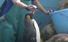 Screengrab of penguin refusing fish at Hakone-en Aquarium posted by ANN News CH on YouTube
