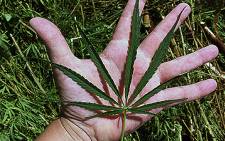 FILE: Marijuana leaf. Picture: Barry Bateman/EWN