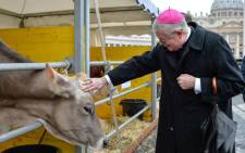 CITE DU VATICAN, Vatican City : Italian bishop Guido Pozzo pets a cow in front of the Saint Peter Basilica at the Vatican, during the traditional feast day of Saint Anthony Abbot, the patron saint and protector of animals, on January 17, 2014. Picture: AFP