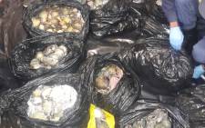 Police arrested one man after he was found in possession of abalone worth R150,000. Picture: @SAPoliceService/Twitter