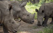 Rhino calves are seen at the Rhino Orphanage in an undisclosed location near Mokopane, Limpopo province, on January 9, 2021. Picture: AFP