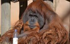 Dumai, the last orangutan at the Joburg Zoo has died. Picture: Christina Marie Fenske