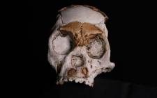 This photograph taken in Johannesburg on 4 November 2021 shows a full-scale reproduction of the skull of a hominid named Leti, named after a setswana word "Letimela" meaning "the lost one", found inside the Rising Star Cave System at the Cradle of Humankind World Heritage Site near Maropeng. Picture: Wikus de Wet/AFP