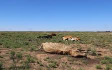 Carcas of cattle lost in the drought lie in a field in the Free State. Picture: Christa Eybers/EWN.