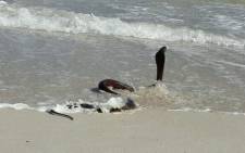 A nearly two metre long cape cobra decided to spend the afternoon at the beach. Picture: Twitter.