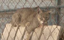 Animals are suffering in the Gaza zoo. Picture: CNN