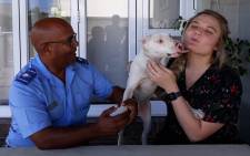 Pitbull Cooper and his new owner Suné Human (R) and the Animal Welfare Society's Allan Perrins (L). Picture: Lizell Persens/EWN
