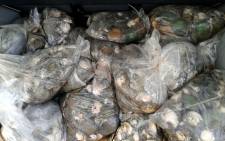 Two people in Khayelitsha were arrested after they were found in possession of abalone worth R2 million. Picture: @SAPoliceService via Twitter.