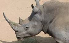 Over 1,000 rhino were poached in 2013. Picture: Christa Van der Walt/EWN. 