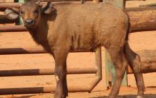 Pumelelo, the world’s first IVF Cape Buffalo Calf. Picture: embryoplus.com