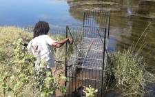Humane trap cages have been set up on the riverside of the Breede River to attempt to recapture the remaining animals on the loose. Picture: Supplied